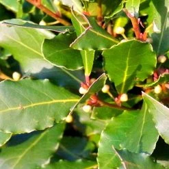 Shrubs Laurus Nobilis "Bay Tree"