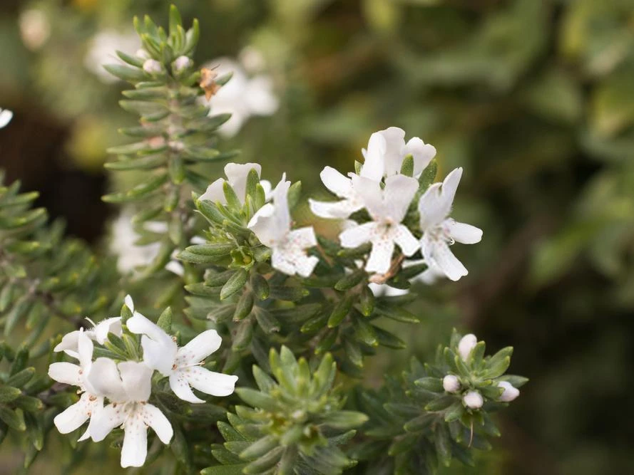 Shrubs Westringia Fruticosa Hedging Plants 4 Shrubs Westringia Fruticosa Hedging Plants