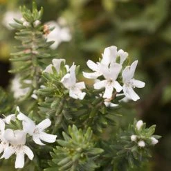 Shrubs Native Mixed Pack