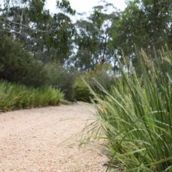Shrubs Lomandra Longifolia Mat Rush 11 Shrubs Lomandra Longifolia Mat Rush