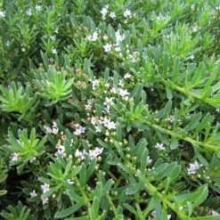 Ozbreed Myoporum Parvifolium Yareena Creeping Boobialla Groundcover Pack