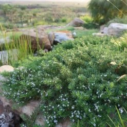Ozbreed Myoporum Parvifolium Yareena Creeping Boobialla Groundcover Pack