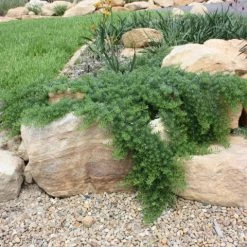 Ozbreed Myoporum Parvifolium Yareena Creeping Boobialla Groundcover Pack