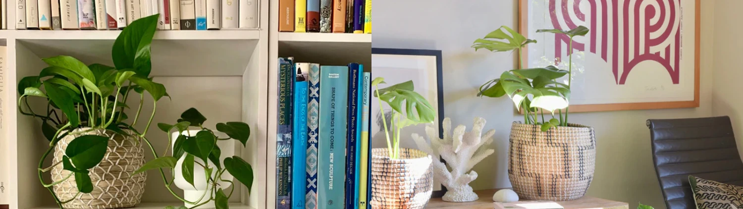 Outlet Plants in a box Store -Outlet Plants in a box Store 6ece41f1a909dd43162da8519d8de1a